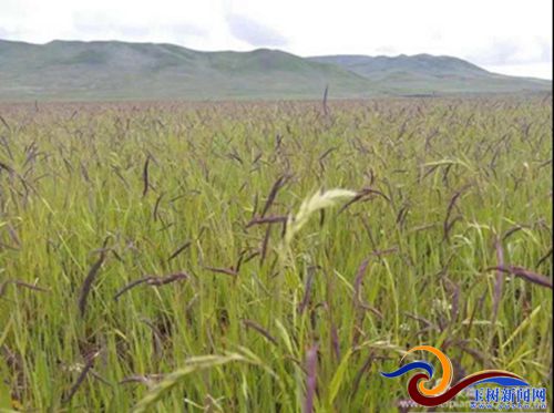 称多县农业,畜牧草业发展趋势