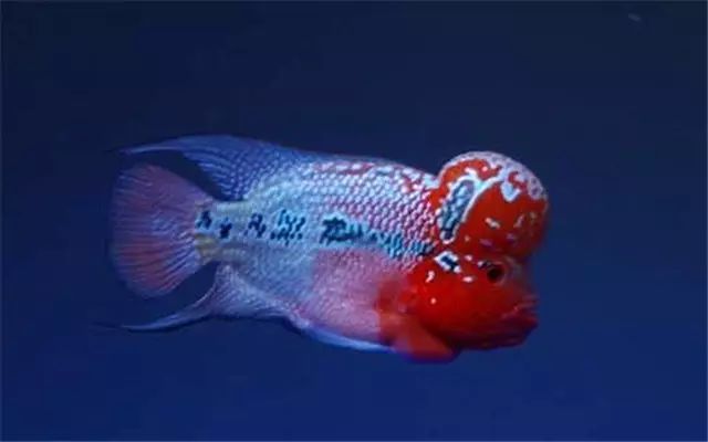 硝化细菌日常维护多久添加一次,硝化细菌添加在水里还是在滤材里