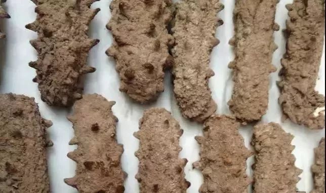 大连金三角海参批发市场海参价格,印尼海参好还是大连海参好