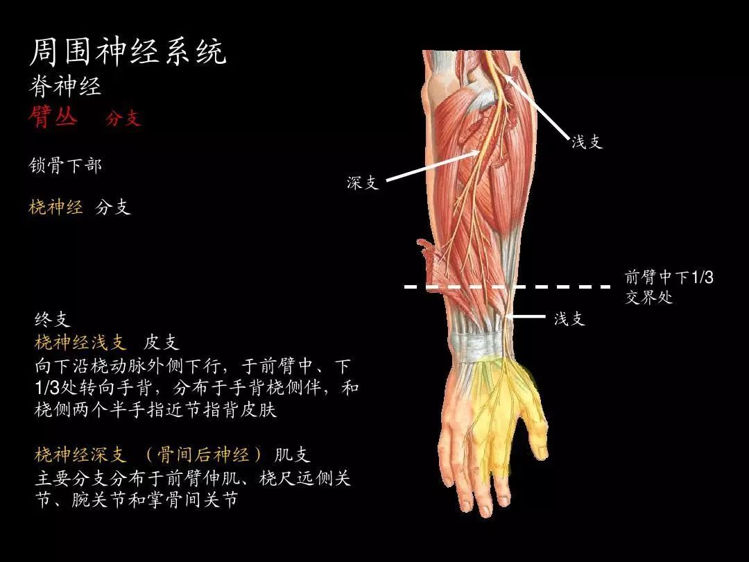 4个动作让大脑反应更快,健脑操三分钟激活大脑