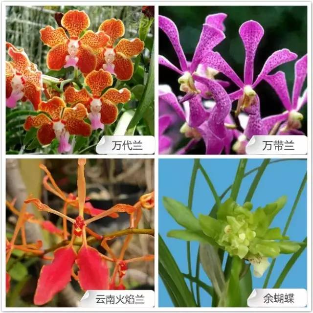 春夏季开花的兰花种类大全,花期比较长的兰花有哪几种