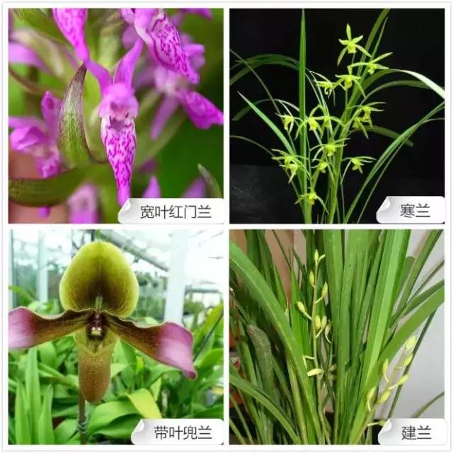 春夏季开花的兰花种类大全,花期比较长的兰花有哪几种