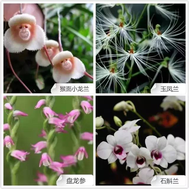 春夏季开花的兰花种类大全,花期比较长的兰花有哪几种