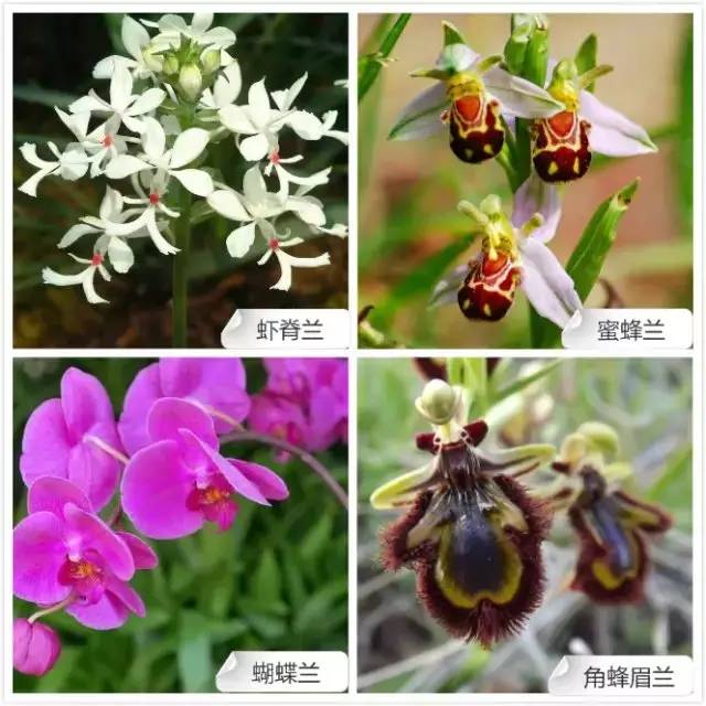 春夏季开花的兰花种类大全,花期比较长的兰花有哪几种