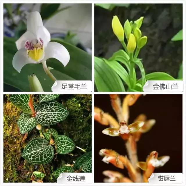 春夏季开花的兰花种类大全,花期比较长的兰花有哪几种