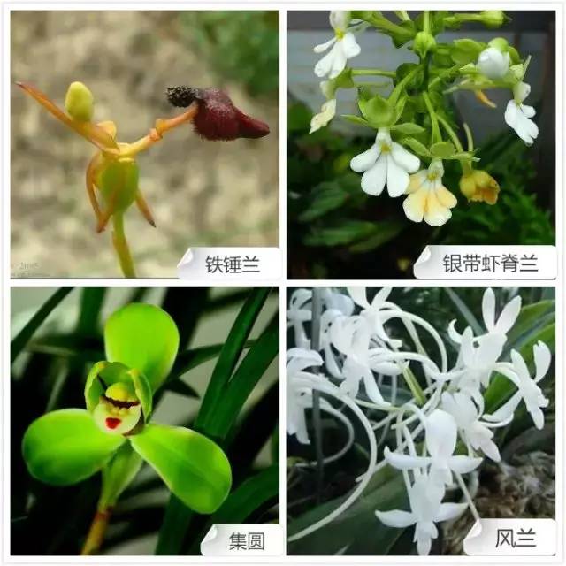 春夏季开花的兰花种类大全,花期比较长的兰花有哪几种