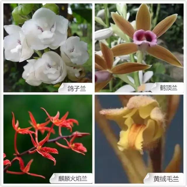 春夏季开花的兰花种类大全,花期比较长的兰花有哪几种