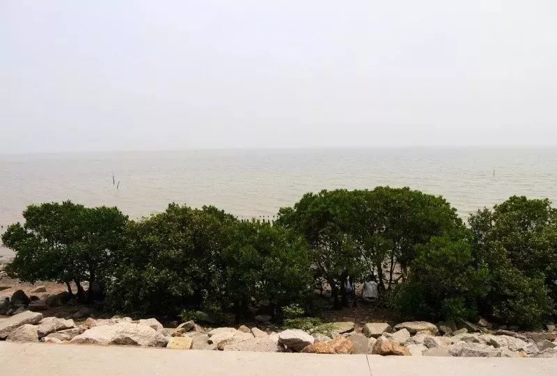 红树林的树为啥叫红树,红树林的树叶通常为什么颜色