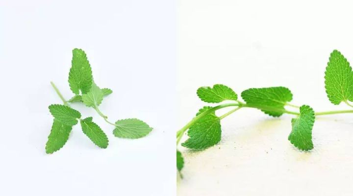 猫吸猫薄荷等于人吃什么,可以让猫一直吸猫薄荷吗