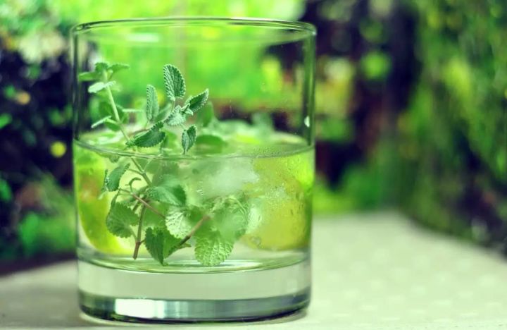 猫吸猫薄荷等于人吃什么,可以让猫一直吸猫薄荷吗