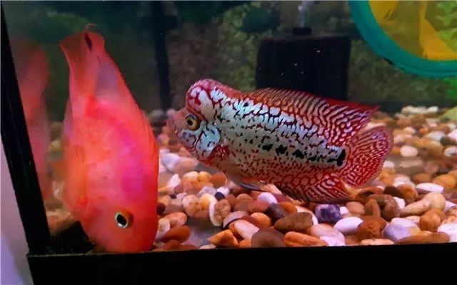 罗汉鱼苗养不出状态怎么办,罗汉鱼苗适合多大的缸饲养