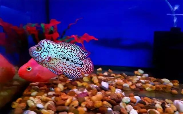 罗汉鱼苗养不出状态怎么办,罗汉鱼苗适合多大的缸饲养