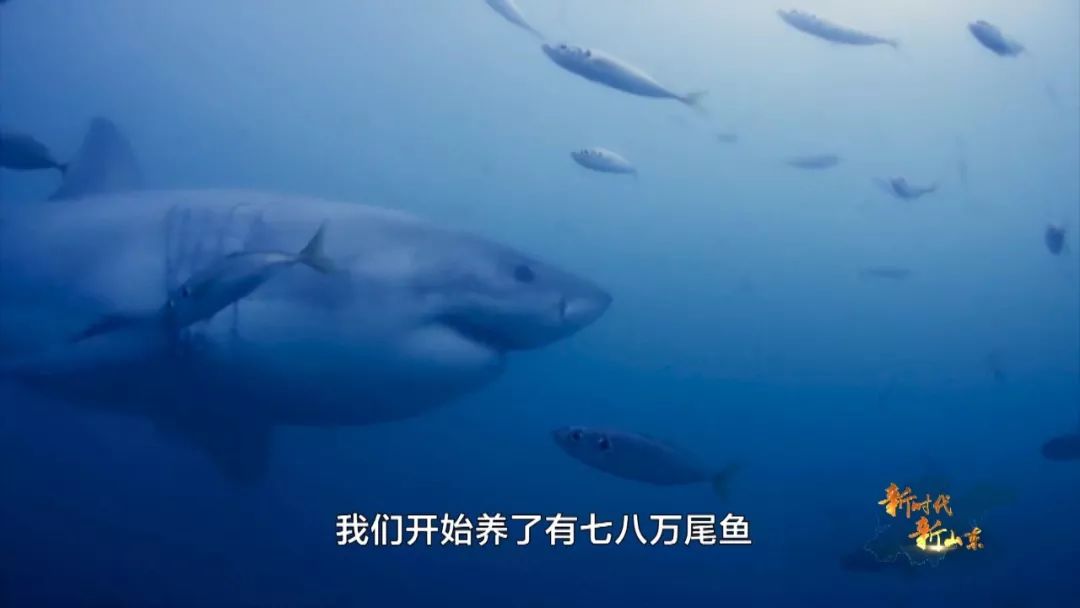 新时代新山东第八集,新时代新山东纪录片