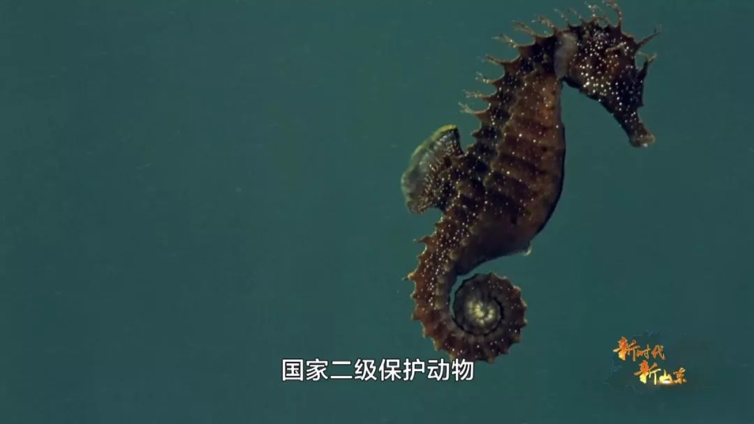 新时代新山东第八集,新时代新山东纪录片