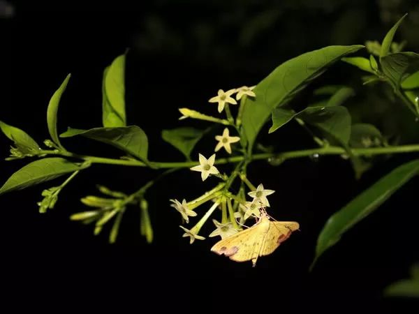 记忆里的那些花儿｜夜来香，我为你思量……