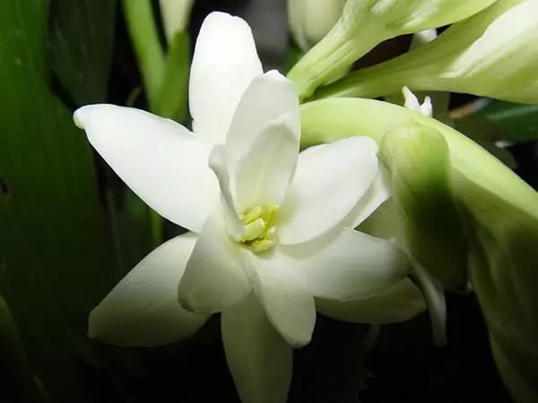 记忆里的那些花儿｜夜来香，我为你思量……