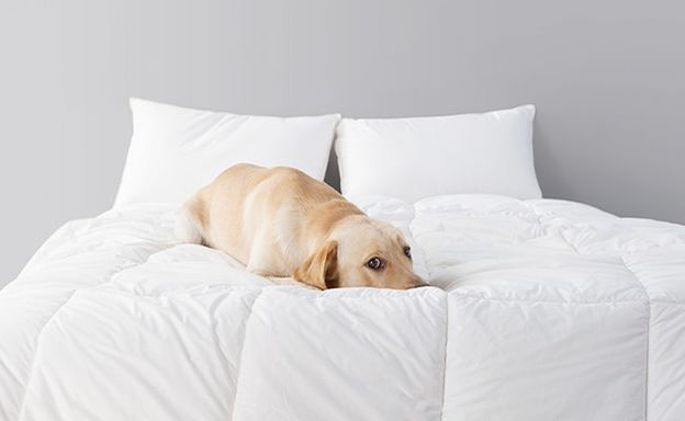 双十二大促冰点价格,双十二大促买2发3