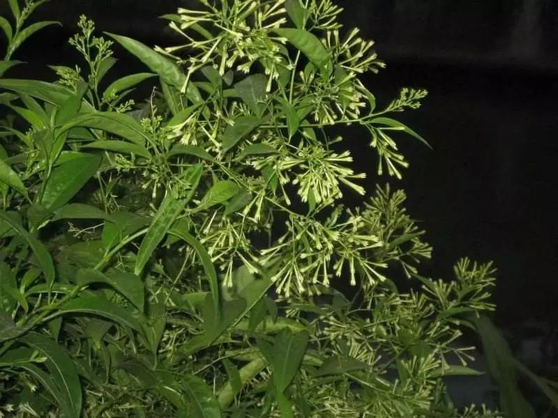 记忆里的那些花儿｜夜来香，我为你思量……