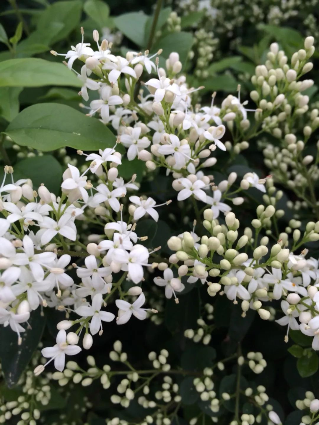 记忆里的那些花儿｜夜来香，我为你思量……