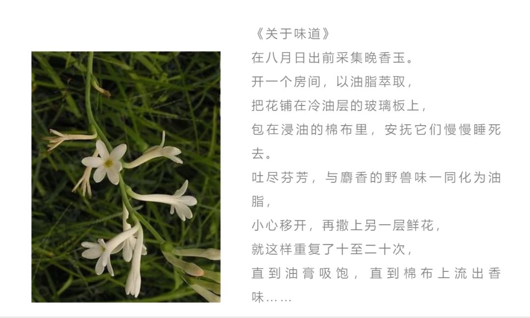 记忆里的那些花儿｜夜来香，我为你思量……