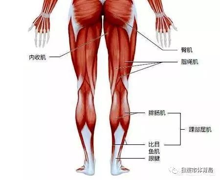 「劳心者筋缩，劳力者筋健」压腿对身体有什么好处？