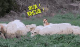 富安娜澳洲羊毛被价格,富安娜全棉羊毛被