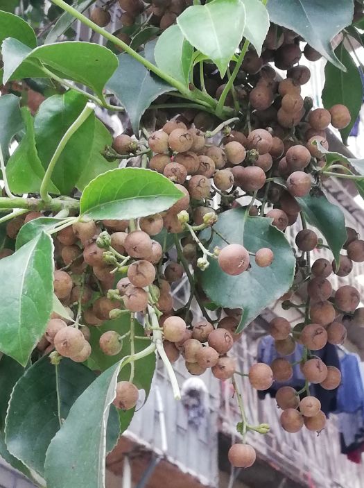 福州防疫,福州疫情福州话