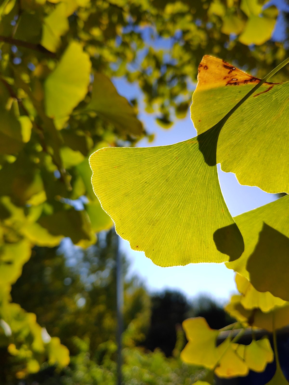 坚果r1smartisanos8.0,锤子手机坚果r1后摄像头