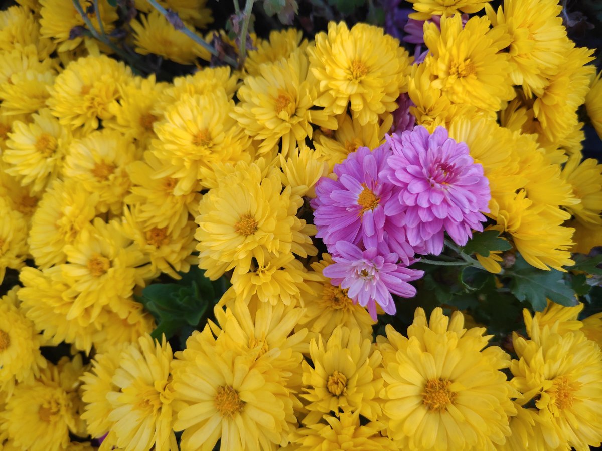 坚果r1smartisanos8.0,锤子手机坚果r1后摄像头