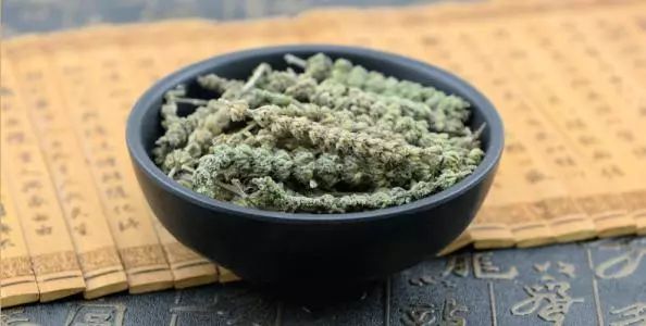 「百草园」芳香之息不减神奇药效——裂叶荆芥（八十四）