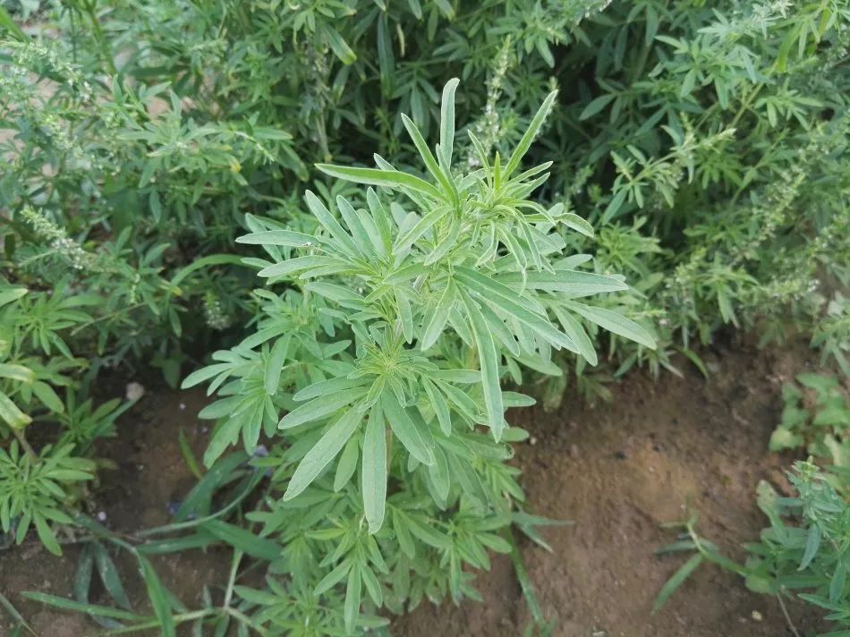 「百草园」芳香之息不减神奇药效——裂叶荆芥（八十四）