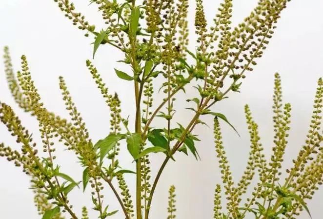 「百草园」芳香之息不减神奇药效——裂叶荆芥（八十四）