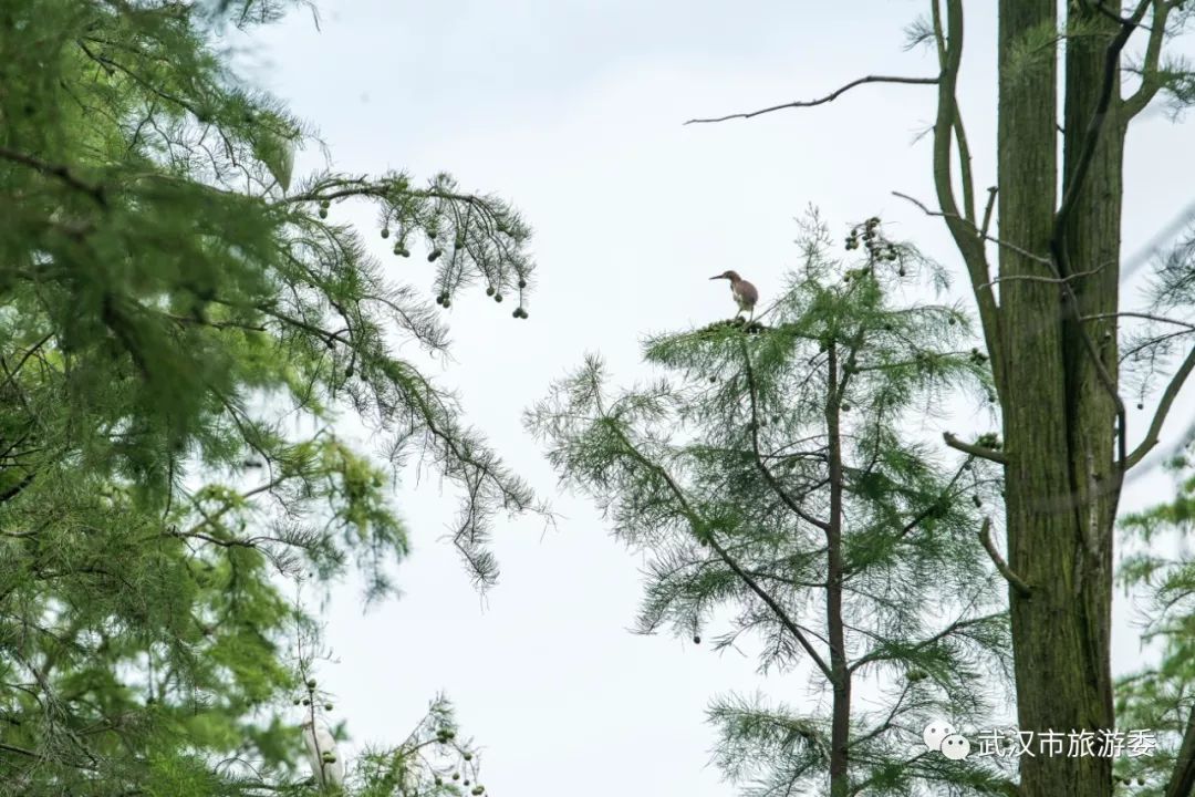 武汉市观鸟最佳的湿地公园,武汉湿地公园鸟类
