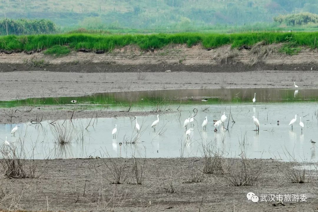 武汉市观鸟最佳的湿地公园,武汉湿地公园鸟类