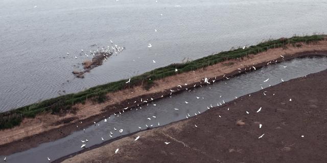 武汉市观鸟最佳的湿地公园,武汉湿地公园鸟类