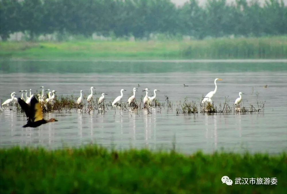 武汉市观鸟最佳的湿地公园,武汉湿地公园鸟类