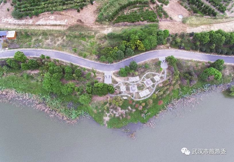 武汉市观鸟最佳的湿地公园,武汉湿地公园鸟类