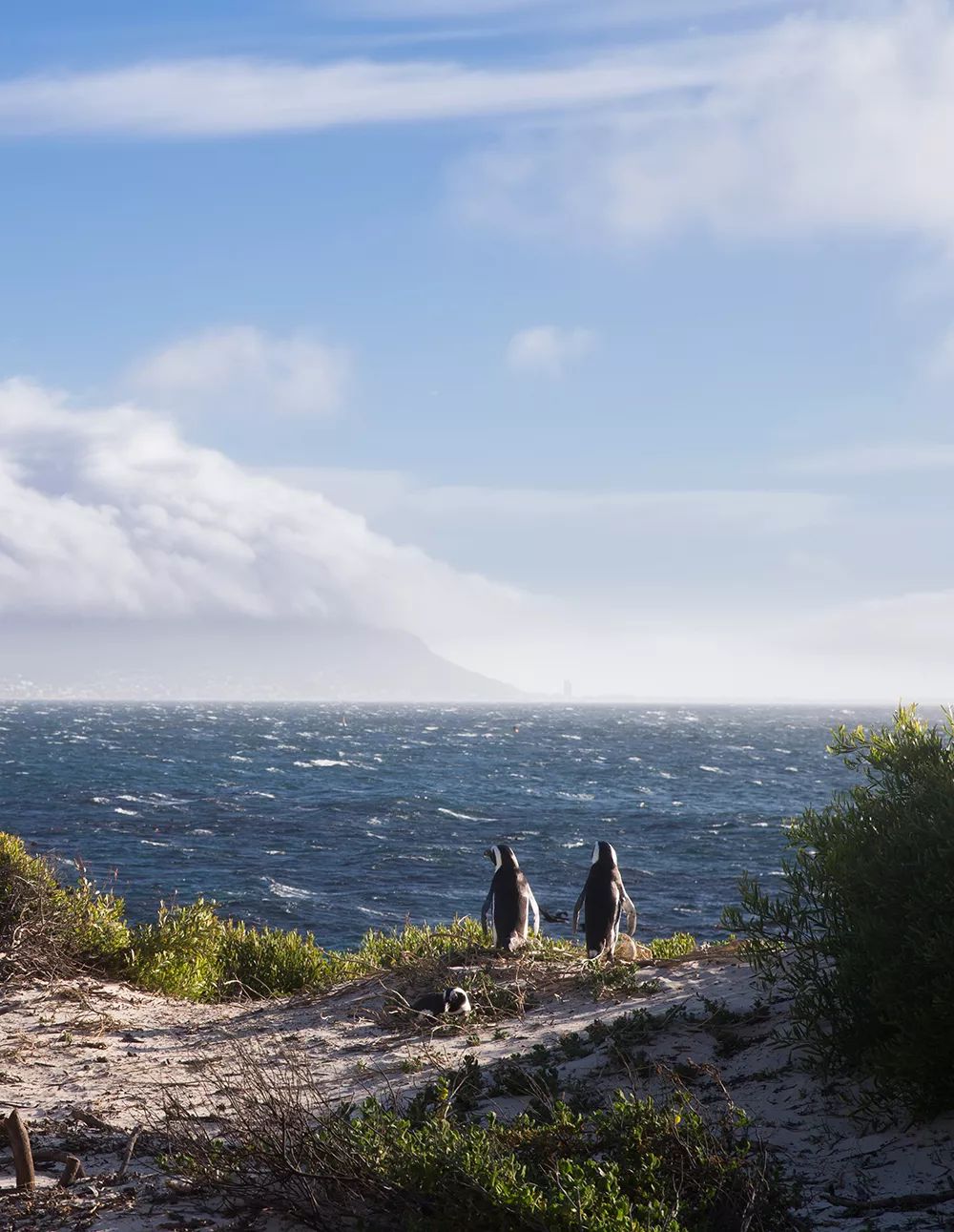 开普敦第七大奇迹,开普敦真实的样子
