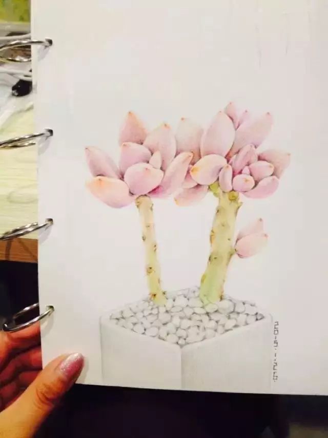 诗一样的多肉插画，像从宫崎骏的动漫世界里走出来一样~