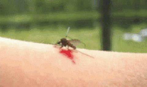 让蚊子快速灭绝的音乐,灭绝的驱蚊神曲