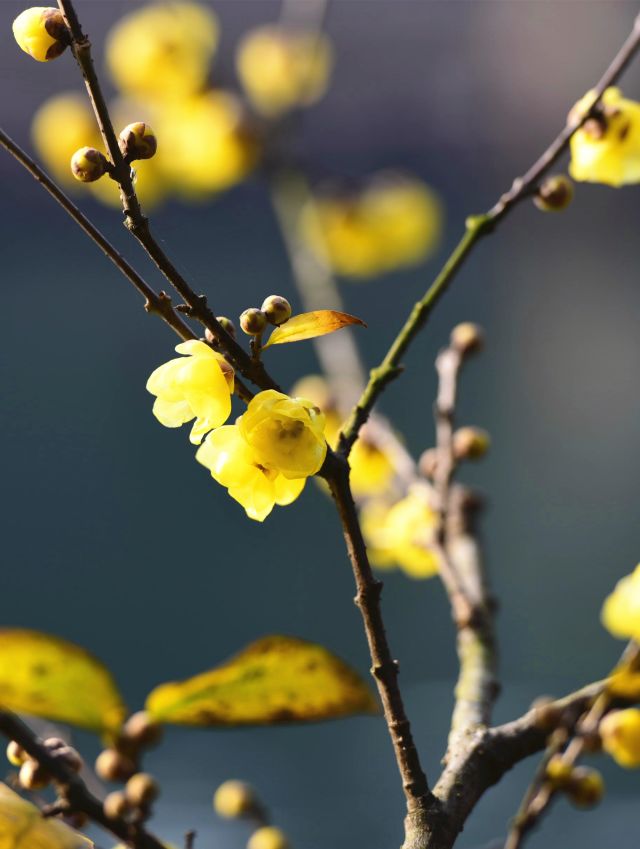 腊梅花的香味沁人心脾,腊梅花开香味扑鼻