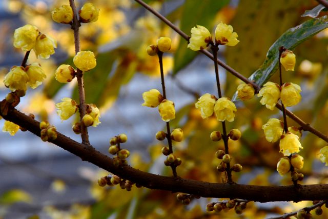 腊梅花的香味沁人心脾,腊梅花开香味扑鼻