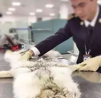 你代购吗？人肉代购回国开箱震惊所有人