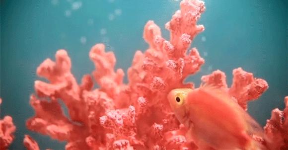 转发锦鲤真的能带来好运吗,转发锦鲤为什么受欢迎