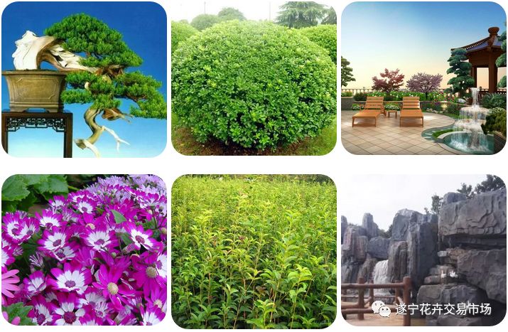 遂宁花卉批发市场,遂宁绿植花卉市场在哪里啊