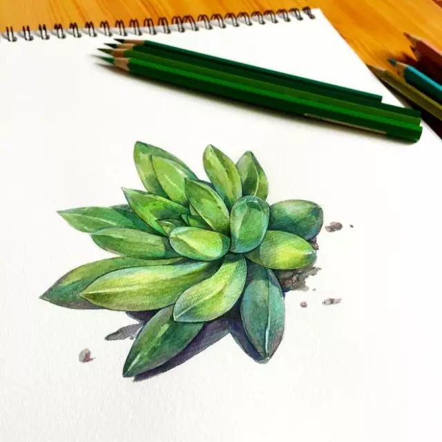 诗一样的多肉插画，像从宫崎骏的动漫世界里走出来一样~