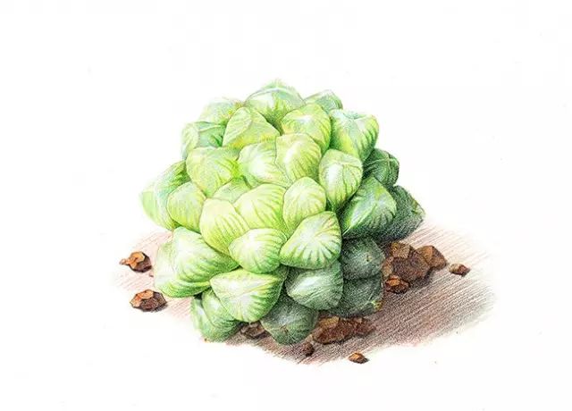 诗一样的多肉插画，像从宫崎骏的动漫世界里走出来一样~