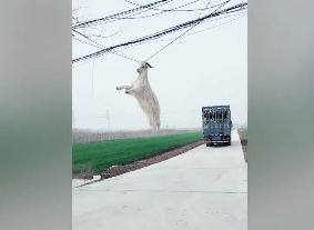 鏈濋椈澶╀笅鏃╁畨,鏃╁畨鏌冲窞鏈濋椈澶╀笅