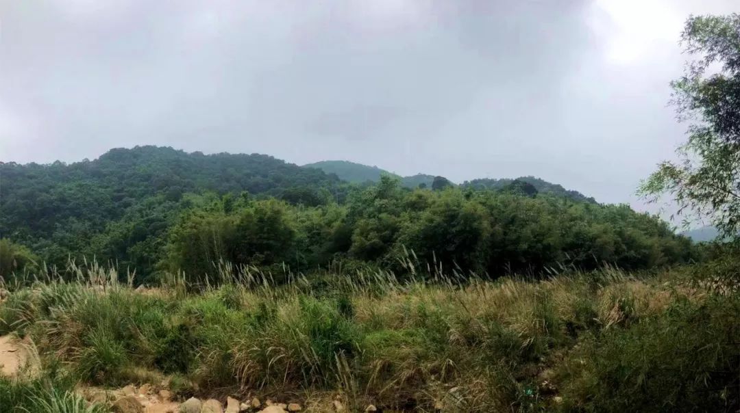 灌阳新圩美食,新圩镇有什么美食