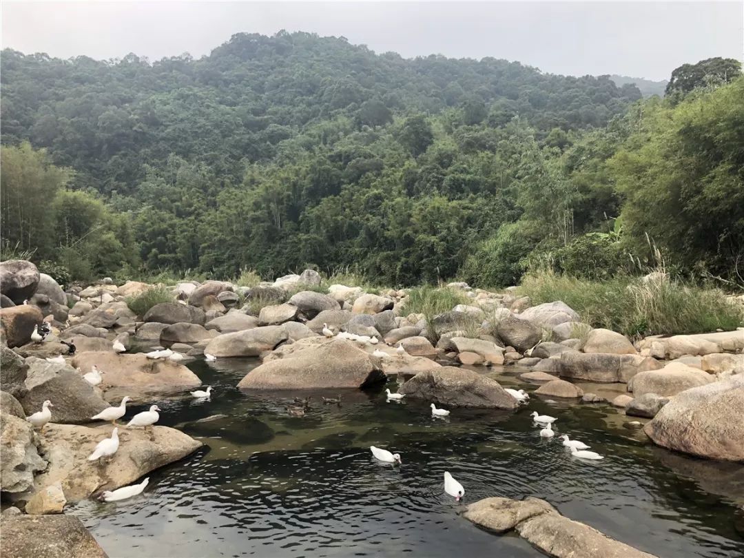 灌阳新圩美食,新圩镇有什么美食